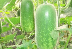 网红大瓜博雅吃瓜视频最全观看